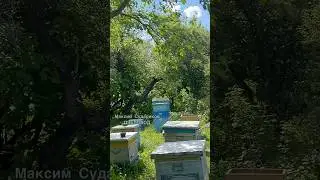 Погода и пчеловодство: оптимальные условия для пасеки!