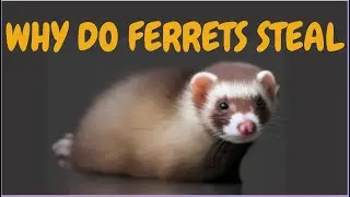 Why Do Ferrets Steal
