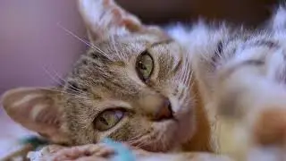 cat free use and no copyright to subscriber