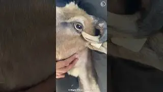 Animals' nightmare