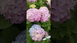 #shorts Крупнолистная гортензия 20 лет растет в открытом грунте #цветы #моисадовыеромансы