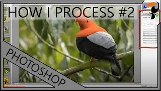 How I Process My Bird Photos - Part 2: Adobe Camera RAW