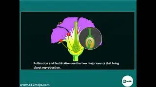 Exploring Sexual Reproduction in Plants | Class 10 Science