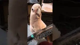 Cockatoo Chaos: A Typical Evening at Home with Misha, Boo, and Sara 🐦🌶️ #cockatoolife