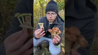 Как отличить съедобные и ложные опята? 