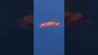 breakcore seal
