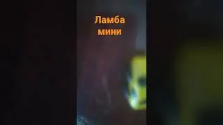 ламба топ