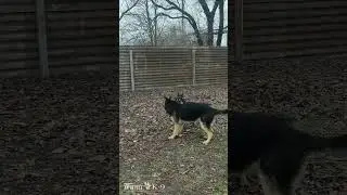 German shepherd kennel. Питомник немецких овчарок. 