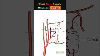 Tonsil Blood Supply Trick (mnemonic) #anatomy #tricks #mbbs #neet