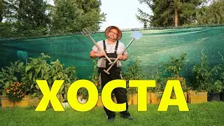 ХОСТА.Размножаем Хосту.Огород Баварский.