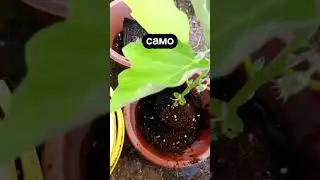3 Серия про ПЕРЕСАДКУ БАКЛАЖАН