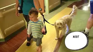 Wanted: Furry Faces and Waggy Tails to Help Patients of All Ages