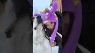 ЧТО ПОДАРИТЬ НА НОВЫЙ ГОД ? Беспроигрышный подарок для собаки #алабай #волкодав #dog