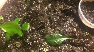 Маленький парник с аквариумными растениями