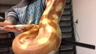 Blood Python Collection: April 2018