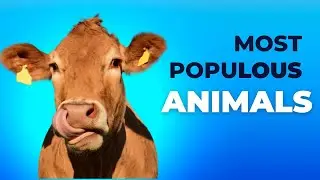 the most populous animal on Earth | Animal population on earth