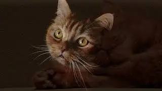 Забавные коты 3