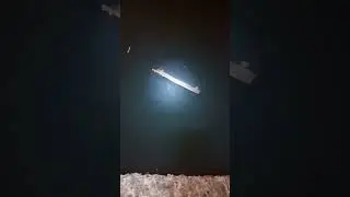 Рыбалка на чёрном море! подскажите что за рыба?