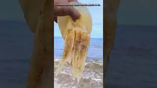 Comment how many people want this jellyfish to live || #sea #jellyfish #shorts