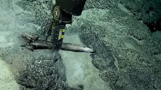 FOUR Fabulous Fossilized Whale Jaws! | Nautilus Live