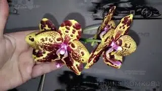 Орхидея Змеиная кожа. Phal. GW Green World Snakeskin