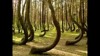 Forest of crooked trees in Poland, no explanation why?