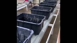 Hypnotic Water Flowing Through The Riverponics Growing System