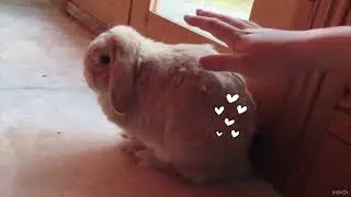 Do not touch the bunny