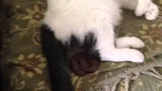 Кот напрудил