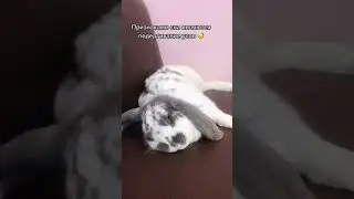 раскрываем тайны кроликов 😂   