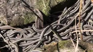 Early emergence of snakes at Narcisse snake dens