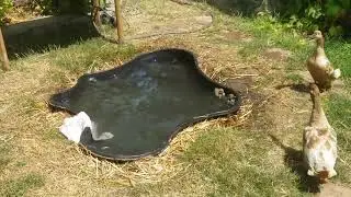 The mama ducks attacked me when I tried to help the 6-day-old ducklings out of the big pond