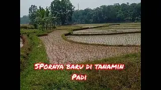 ⭕Gagal Hunting Ruak Ruak // Padinya Baru Tanam #huntingvlog  #happyhunting #myhunting #ruak2
