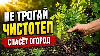 Celandine is one of the most valuable plants for your garden