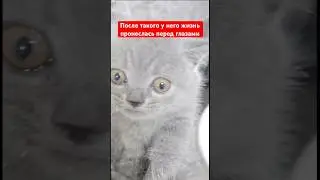 После такого у него жизнь пронеслась перед глазами, все живы и здоровы 