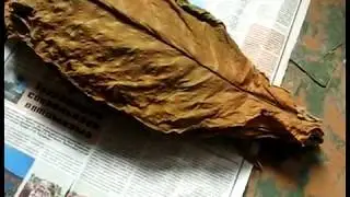 Про табак. Часть 21. Укладка листа на хранение (ремейк). Керчь, 2017
