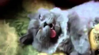 Сонный кот