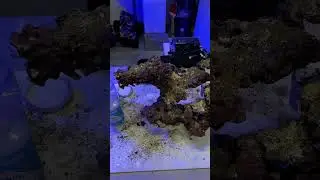 Check out my latest video on aquascaping! #aquarium #reef #reefkeeper #reeftank #fishtank #aquascape