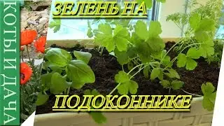 ЗЕЛЕНЬ НА ПОДОКОННИКЕ. ОГОРОД НА ПОДОКОННИКЕ. КОТЫ И ДАЧА