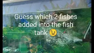 2 New Friends added into the Fish Tank ~ Stay Tuned To See Them Grow