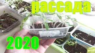 МОЯ РАССАДА В СИБИРИ.Начало./11.04.2020./
