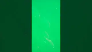 рыбки патонга