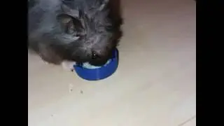 Хомячок Кириллович
