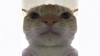 My Opinion On Cats
