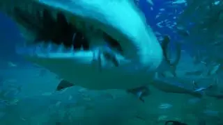 Sharks