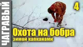 Hunting for the beaver by traps 4 | trap on the trail.