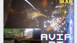 ikan dan burung di kolam aviari
