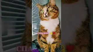 СМЕШНЫЕ КОШКИ / ПРИКОЛЫ С КОШКАМИ