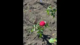Flower starts moving or “dancing”  to music! Very rare natural phenomenon!