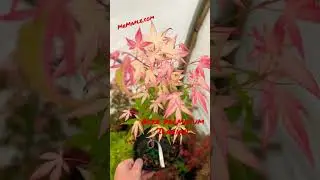 Do you like variegated plants? Check this out! 